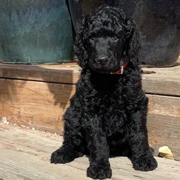 Poodle Puppies from Casey's AKC Standard Poodles