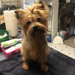 Jasmine - Yorkshire Terrier