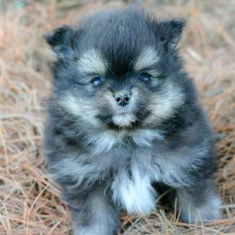 Chip - Black and tan male Pomeranian puppy in Bremen, Indiana from AMS Pomeranians and Pomskies in Indiana