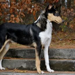Collies from SugarNSpice Collies