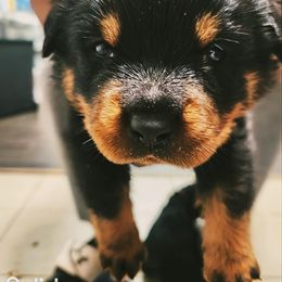 Black Boy - Rottweiler puppy in Chesapeake, Virginia from Von Haus Wilkerson Rottweilers