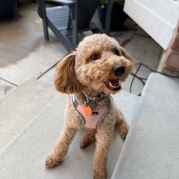 Ruby - Poodle
