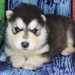 Raven -Yellow - Seal and white female Alaskan Malamute puppy in Independence, Virginia from New River Valley Malamutes