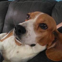 Beagles from Shannon Ayotte
