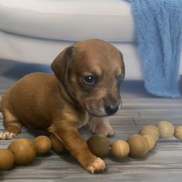 Daisy - Red female Dachshund puppy in Sharon Springs, New York from Show Us The Way Homestead