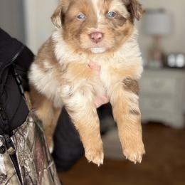 Frosty - Red merle male Australian Shepherd puppy in Tyner, Kentucky from Lil’ Town Aussies