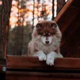 Loki - Red and white male Siberian Husky puppy in Bly, Oregon from Hill Top Huskies