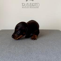 Quorra - Black and tan female Dachshund puppy in Royse City, Texas from Truehearted Miniature Dachshunds