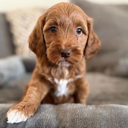 Tilly - Red  female Goldendoodle puppy in Maricopa, Arizona from AZ Designer Goldendoodles