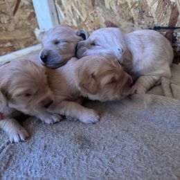 Girl 3 - Light golden Golden Retriever puppy in Ringgold, Georgia from Southern Belle's Puppies