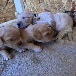 Girl 3 - Light golden Golden Retriever puppy in Ringgold, Georgia from Southern Belle's Puppies