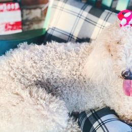 Poodles from Westex Poodles