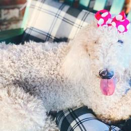 Poodles from Westex Poodles