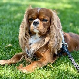 Rowan - Cavalier King Charles Spaniel