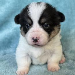 FRANCESCA (FRANNIE) - Black and tan female Pembroke Welsh Corgi puppy in Drain, Oregon from Sunnydale Corgis