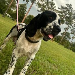 Frankie - English Springer Spaniel
