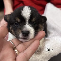 Koda (Boy 1) - Companion Cross puppy in Astoria, Oregon from Beam’s Cowboy Corgi’s