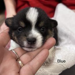 Koda (Boy 1) - Companion Cross puppy in Astoria, Oregon from Beam’s Cowboy Corgi’s