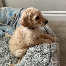 Goldendoodle Puppies from Daisy’s Doodles
