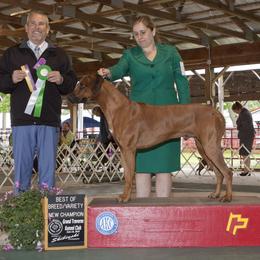 Rhodesian Ridgeback Puppies from Zambezi River Ridgebacks