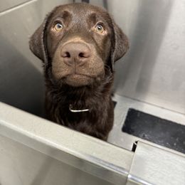 Labrador Retriever Puppies from Rose Gold Retrievers