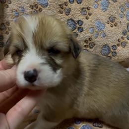 AKC Purple - Red female Pembroke Welsh Corgi puppy in Summerfield, Florida from Promise Land Farm