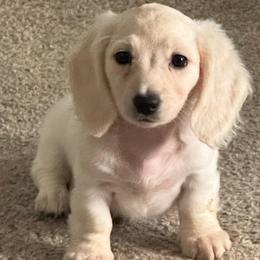 Coral - Cream female Dachshund puppy in Lakeland, Florida from Buckwild Doxies