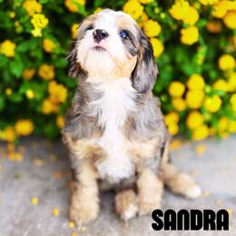 The Queen. Sandra - Merle female Bernedoodle puppy in Gilbert, Arizona from Safe Havynn Doodles