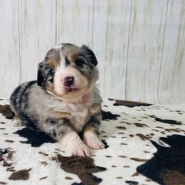 Miniature Australian Shepherd Puppies from Broken T Australian Shepherds