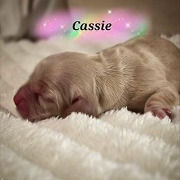 Cassie - Buff female Cocker Spaniel puppy in North Carolina from Cocker Cottage