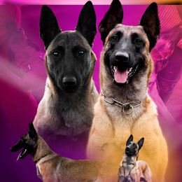 Belgian Malinois puppies from Légende Vivante Du Chief Kennel