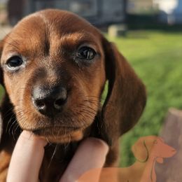 Dachshunds from Duke's Doxie's