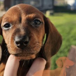 Dachshunds from Duke's Doxie's