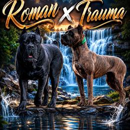 Cane Corso puppies from Bellissima Cala Cane Corso