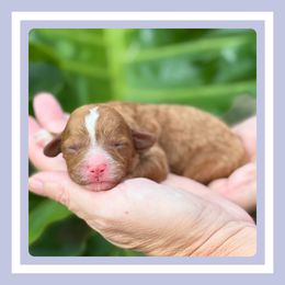 Brownie - Apricot male Cavapoo puppy in Dade City, Florida from Periwinkle Pups