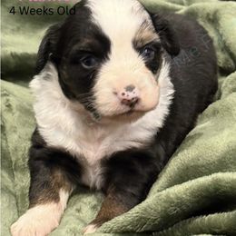 Flannel - Blue merle female Miniature Australian Shepherd puppy in Oronogo, Missouri from Dutton's Show Me Farms
