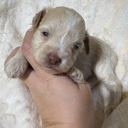 Cedar - Wheaten male Miniature Schnauzer puppy in Lufkin, Texas from C&K’s Schnauzer House