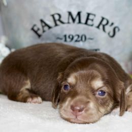 Fairy - Chocolate and cream female Dachshund puppy in Bellville, Ohio from JK Mini Doxies