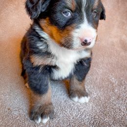 Bernedoodle, Bernese Mountain Dog, and Siberian Husky Puppies from Timberline Paws