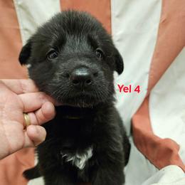 Girl 8 Yellow - Black female German Shepherd puppy in Rome, Georgia from Patriot Shepherds