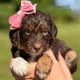 Rosemary (mint green collar) - Red tri-color female Aussiedoodle puppy in Mouth Of Wilson, Virginia from HoneyBunn Doodle Co.