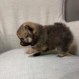 Milo - Chocolate male Pomeranian puppy in Phoenix, Arizona from Luxpomz