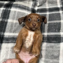 Clementine - Red female Dachshund puppy in Dike, Texas from Texas Blessed Dachshunds