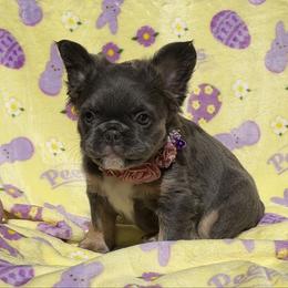 Novalie - Blue female French Bulldog puppy in Hemet, California from Bowman Pups