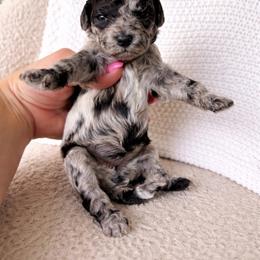 Patches - Merle female Sheepadoodle puppy in Fort Myers, Florida from Daisy Doodles LLC