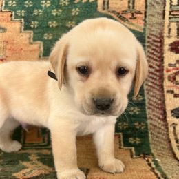 Male Pick Number 1 - Yellow male Labrador Retriever puppy in Husser, Louisiana from Kristen