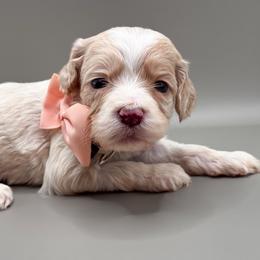 Daisy - Buff and white female Cockapoo puppy in Claremont, North Carolina from Magnolia Grove Farms