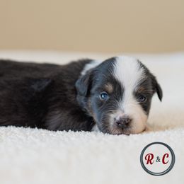 Willow - Black tri male Miniature Australian Shepherd puppy in Buna, Texas from R & C Kennels