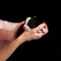 Magnolia - Tri-color female Bernedoodle puppy in Irmo, South Carolina from Palmetto Bernedoodles Boutique