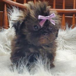 Brindle Female Charting Imperial - Brindle female Shih Tzu puppy in Hillsdale, Michigan from Prairie Fen Farm